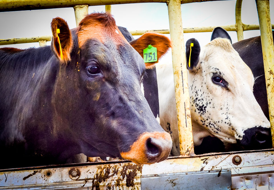 Friesian Cows arrive in Burundi Hope for Tomorrow GlobalHope For